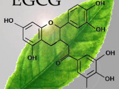 EGCG - Green Tea