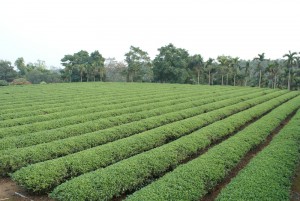Jinxuan Tea plantation - Central Taiwan