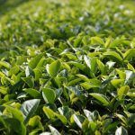 pruned and cultivated tea garden