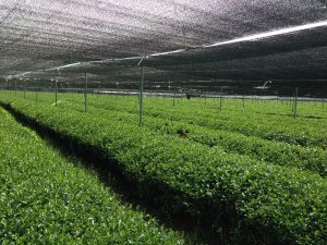 Tea plants shaded during the last 2-3 weeks before harvesting 