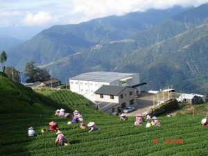 Li Shan High Mountain Tea Garden - Taiwan (elevation 2,400m/7,900ft)