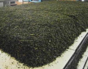 Tea undergoing the oxidization process